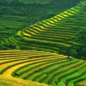 sapa_4.jpg