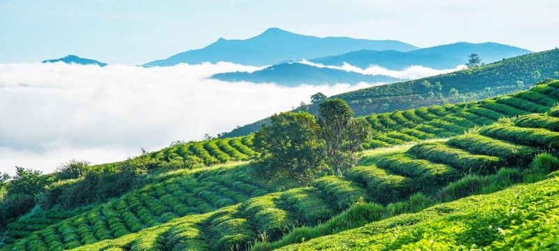 Green Tea hill in Dalat