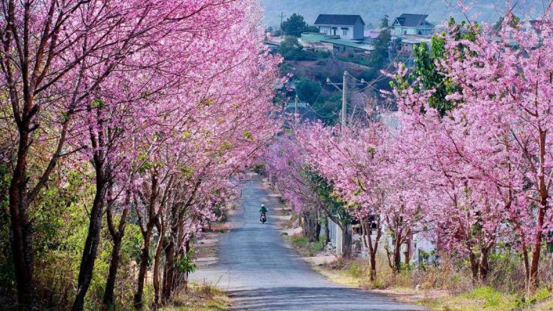 Cherry Blossom in da lat