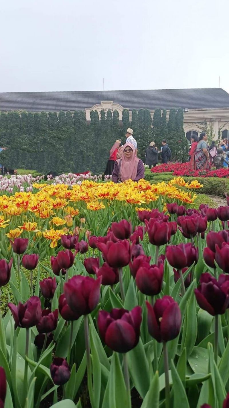 tulip festival