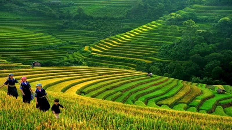 Sapa